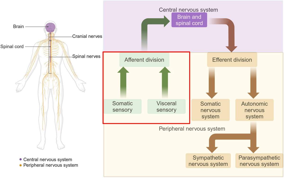 Frontiers From Sensation To Regulation The Diverse Functions Of Peripheral Sensory Nervous System Frontiers From Sensation To Regulation The Diverse Functions Of Peripheral Sensory Nervous System