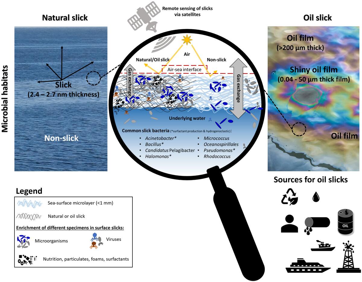 Frontiers Natural And Oil Surface Slicks As Microbial Habitats In Marine Systems A Mini Review Frontiers Natural And Oil Surface Slicks As Microbial Habitats In Marine Systems A Mini Review