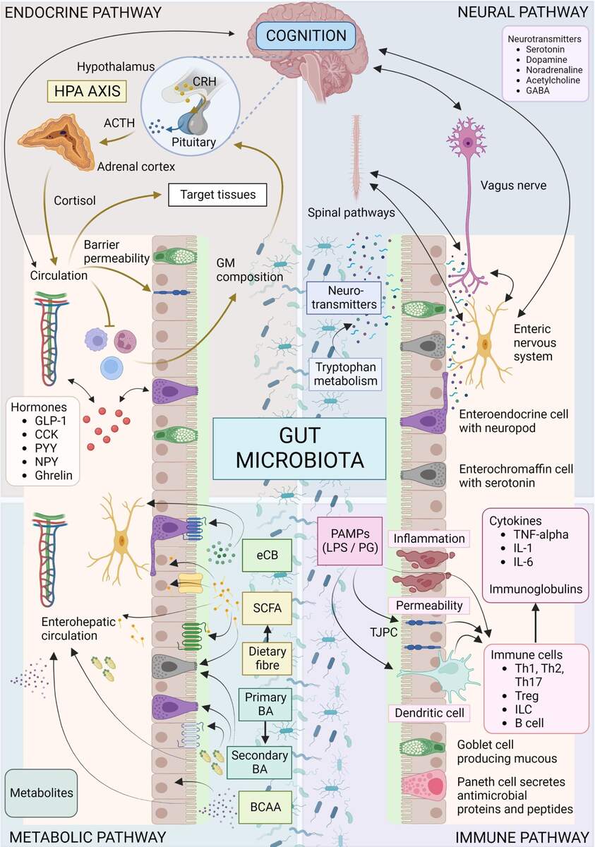 Frontiers Signalling Cognition The Gut Microbiota And Hypothalamic Pituitary Adrenal Axis Frontiers Signalling Cognition The Gut Microbiota And Hypothalamic Pituitary Adrenal Axis