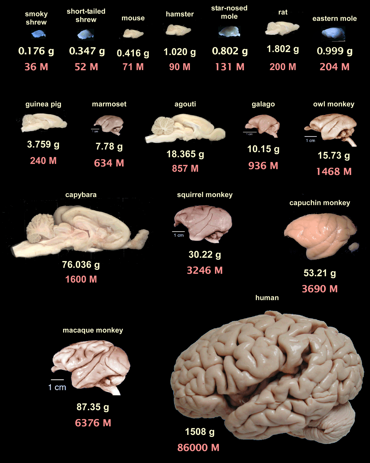 Frontiers The Human Brain In Numbers A Linearly Scaled Up Primate Brain Frontiers The Human Brain In Numbers A Linearly Scaled Up Primate Brain