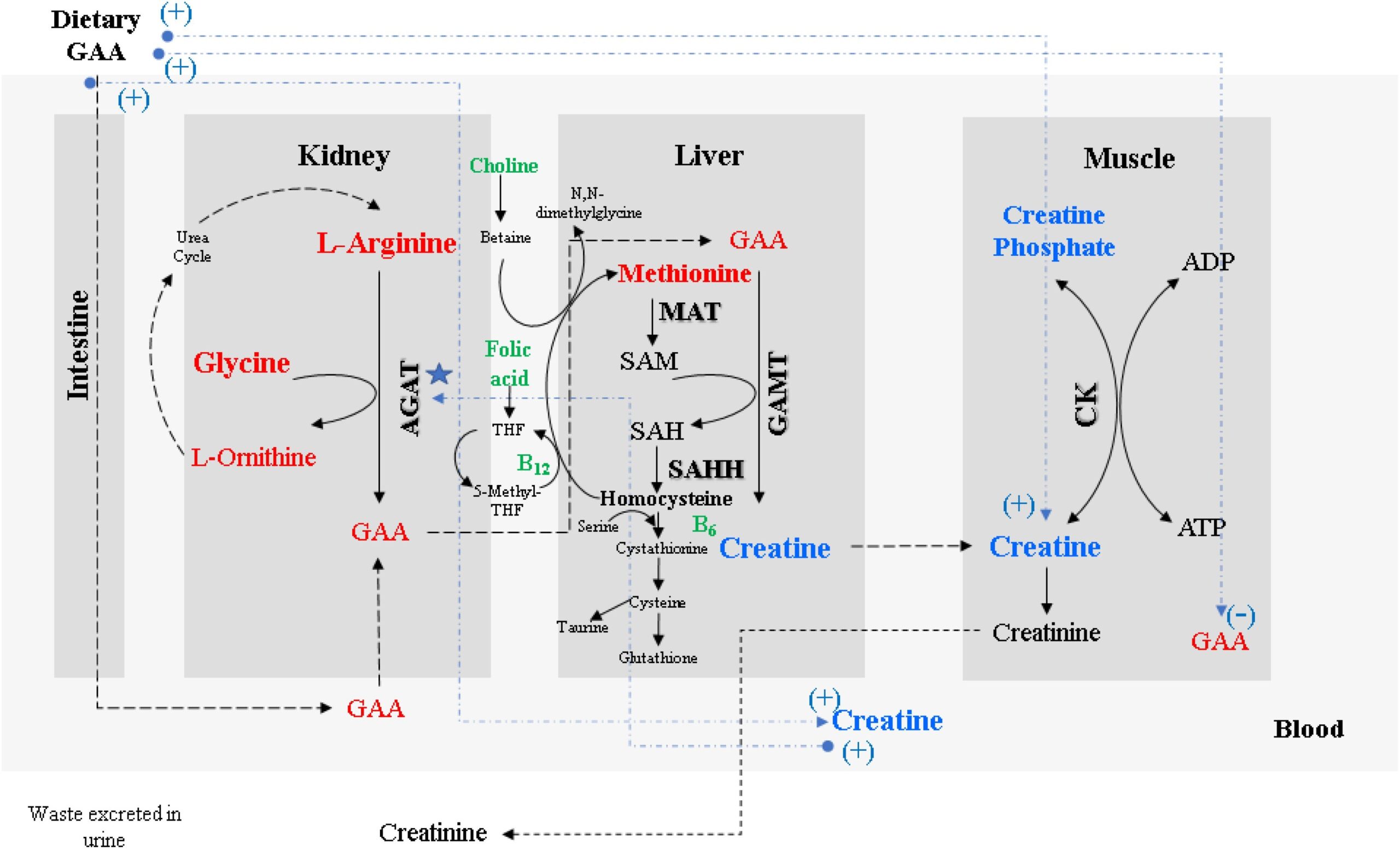 Frontiers The Potential Of Guanidino Acetic Acid To Reduce The Occurrence And Severity Of Broiler Muscle Myopathies