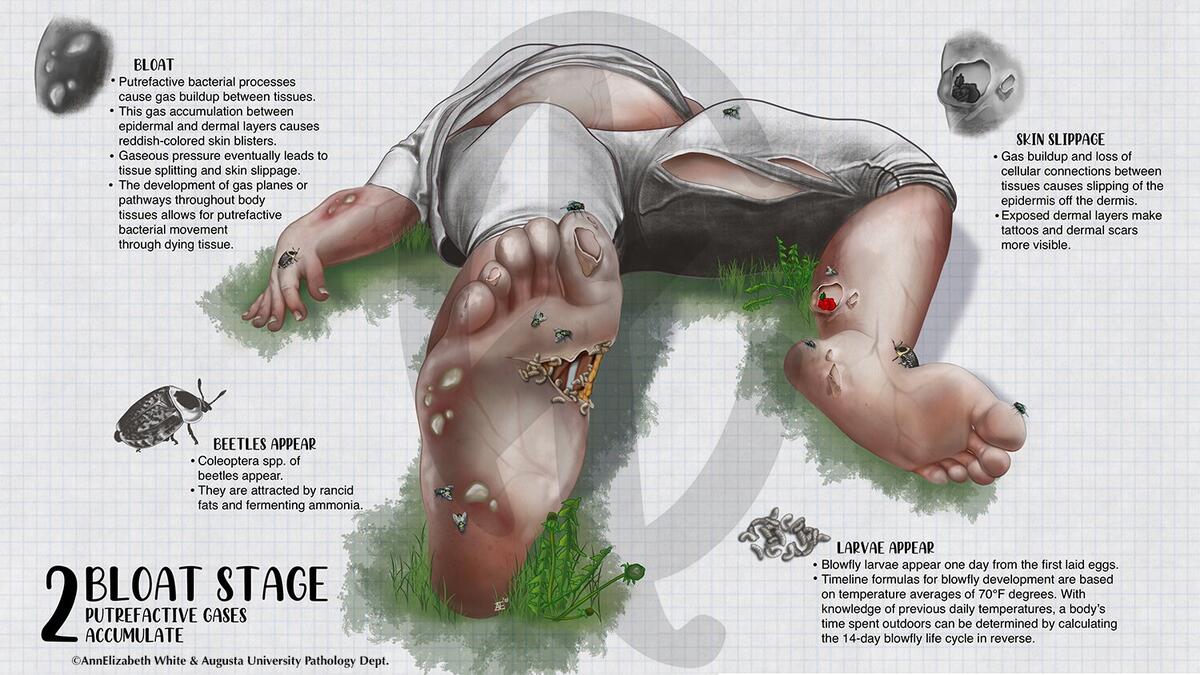 Gallery 3 Custom Made Medical Scientific And Fine Art Illustrations Diagrams And Animation Services Gallery 3 Custom Made Medical Scientific And Fine Art Illustrations Diagrams And Animation Services