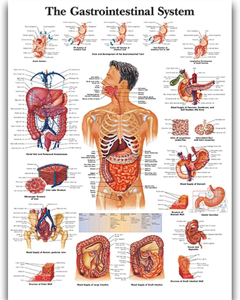 Gastrointestinal System Science Anatomy Posters For Walls Medical Nursing Students Educational Anatomical Human Organs Skeletal Muscles Poster Chart Medicine Disease Map For Doctor Enthusiasts Kid S Amazon Co Uk Stationery Office Supplies Anatomy Lab Muscular System Anatomical Poster LAMINATED High Resolution Muscle Anatomy Medical Poster 17 3 X 22 5 Inches Perfect For Medical Students Doctors Offices And Anatomy Education Amazon In Industrial Scientific