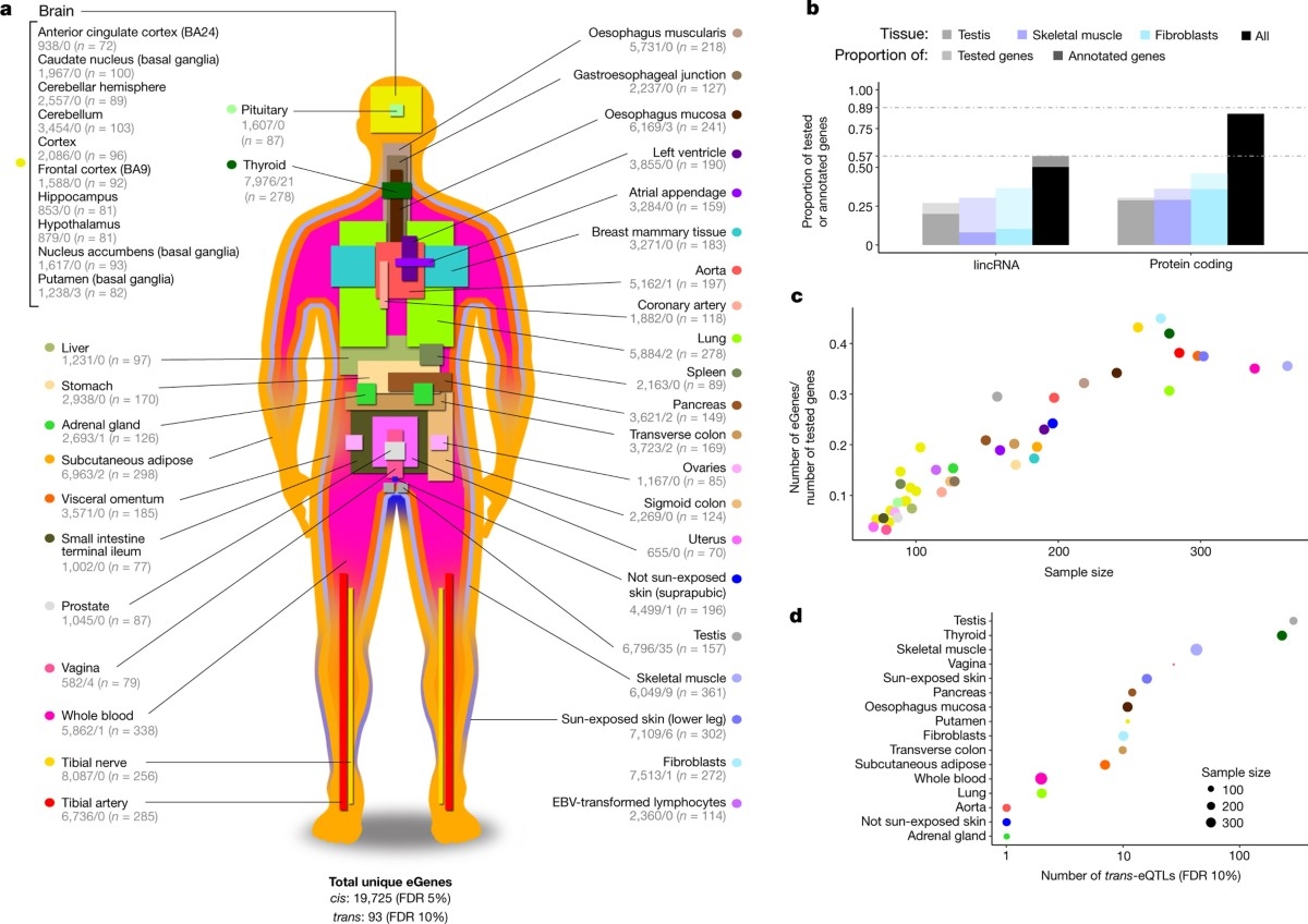 Genetic Effects On Gene Expression Across Human Tissues Nature Genetic Effects On Gene Expression Across Human Tissues Nature