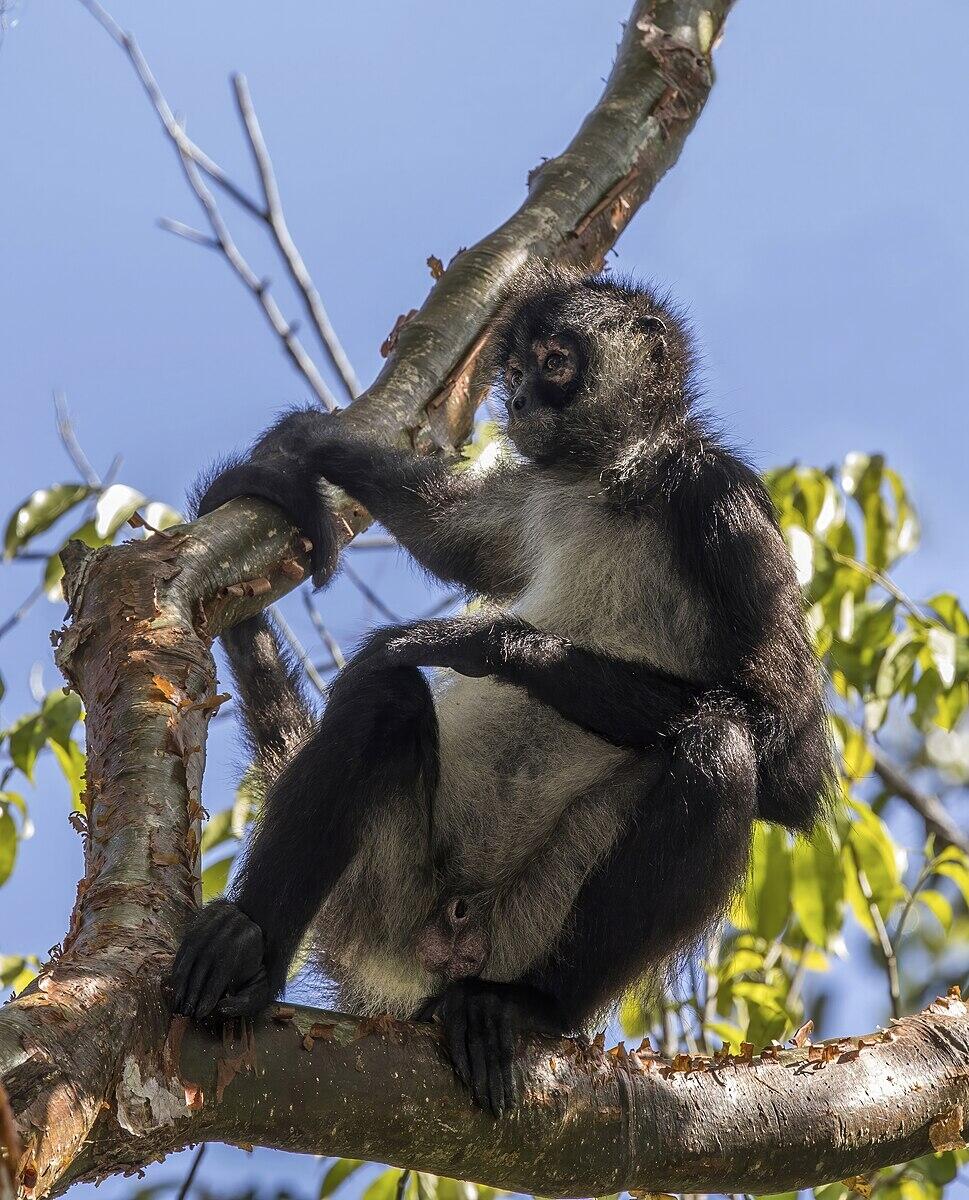 Geoffroy S Spider Monkey Wikipedia Geoffroy S Spider Monkey Wikipedia