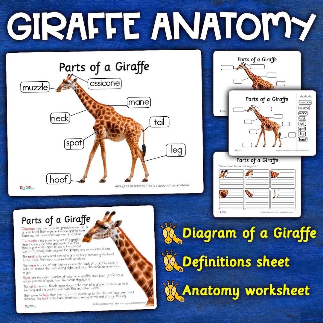 Giraffe Anatomy Parts Of A Giraffe Diagram Giraffe Parts Labeled Giraffe Display Poster Giraffe Anatomy Activities Etsy Giraffe Anatomy Parts Of A Giraffe Diagram Giraffe Parts Labeled Giraffe Display Poster Giraffe Anatomy Activities Etsy