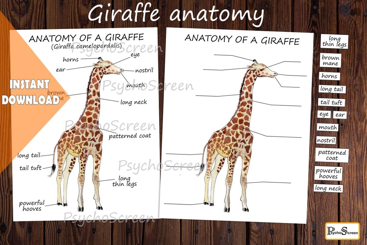 Giraffe Anatomy Poster Watercolor Diagram Montessori Homeschool PDF Download Etsy Norway Giraffe Anatomy Poster Watercolor Diagram Montessori Homeschool PDF Download Etsy