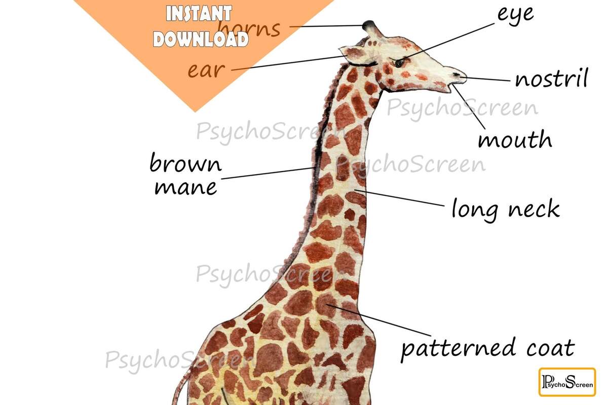 Giraffe Anatomy Poster Watercolor Diagram Montessori Homeschool PDF Download Etsy Giraffe Anatomy Poster Watercolor Diagram Montessori Homeschool PDF Download Etsy