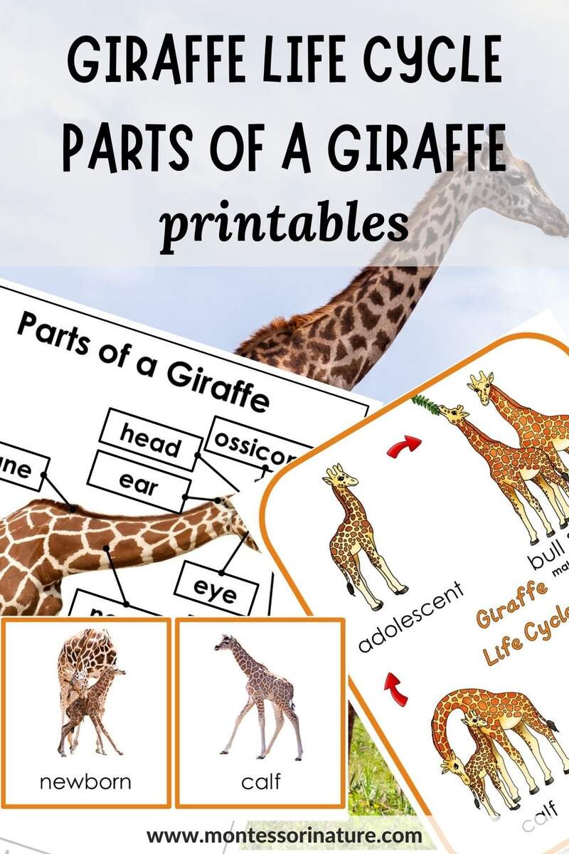Giraffe Printable And Hands On Learning Activities Montessori Nature Giraffe Printable And Hands On Learning Activities Montessori Nature