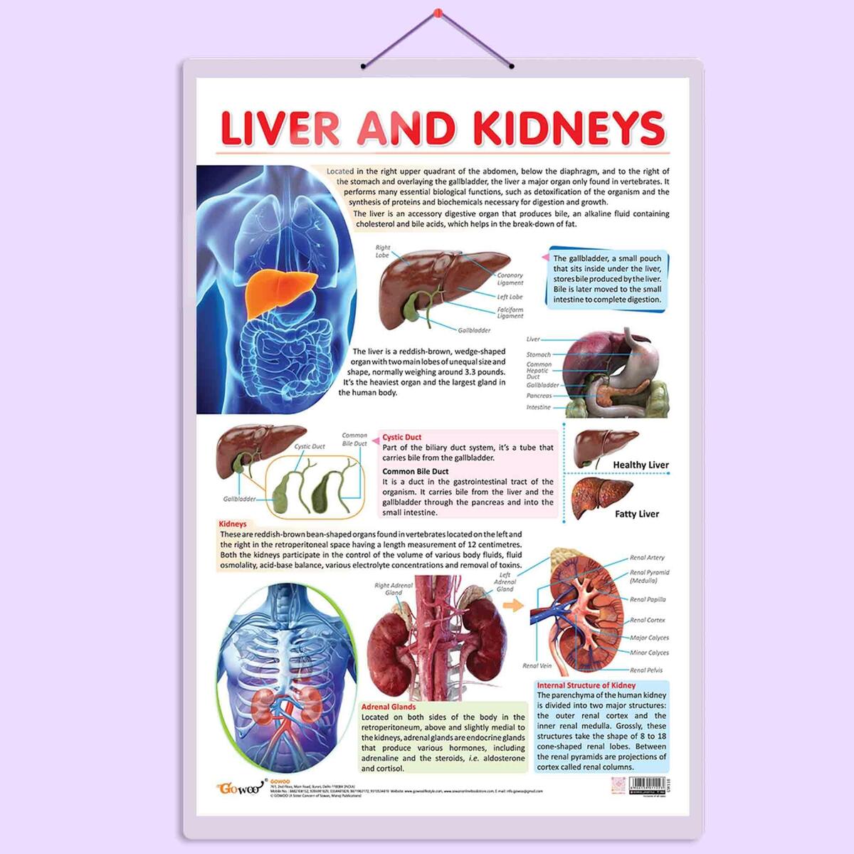 GO WOO THE URINARY SYSTEM And LIVER AND KIDNEY Combo Of 2 Charts Anatomy And Function Of The Urinary System Liver And Kidneys A Visual Chart Amazon In Home Kitchen
