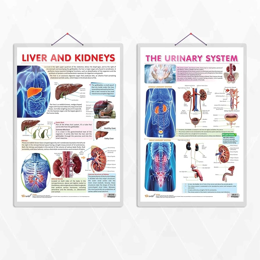 GO WOO THE URINARY SYSTEM And LIVER AND KIDNEY Combo Of 2 Charts Anatomy And Function Of The Urinary System Liver And Kidneys A Visual Chart Amazon In Home Kitchen