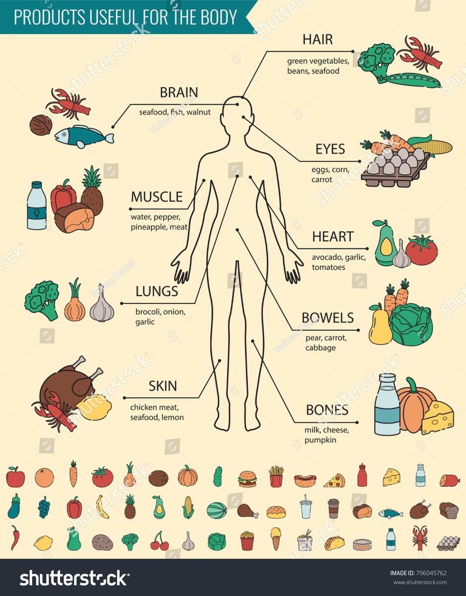 Healthy Food Human Body Healthy Eating Stock Vector Royalty Free 796045762 Shutterstock