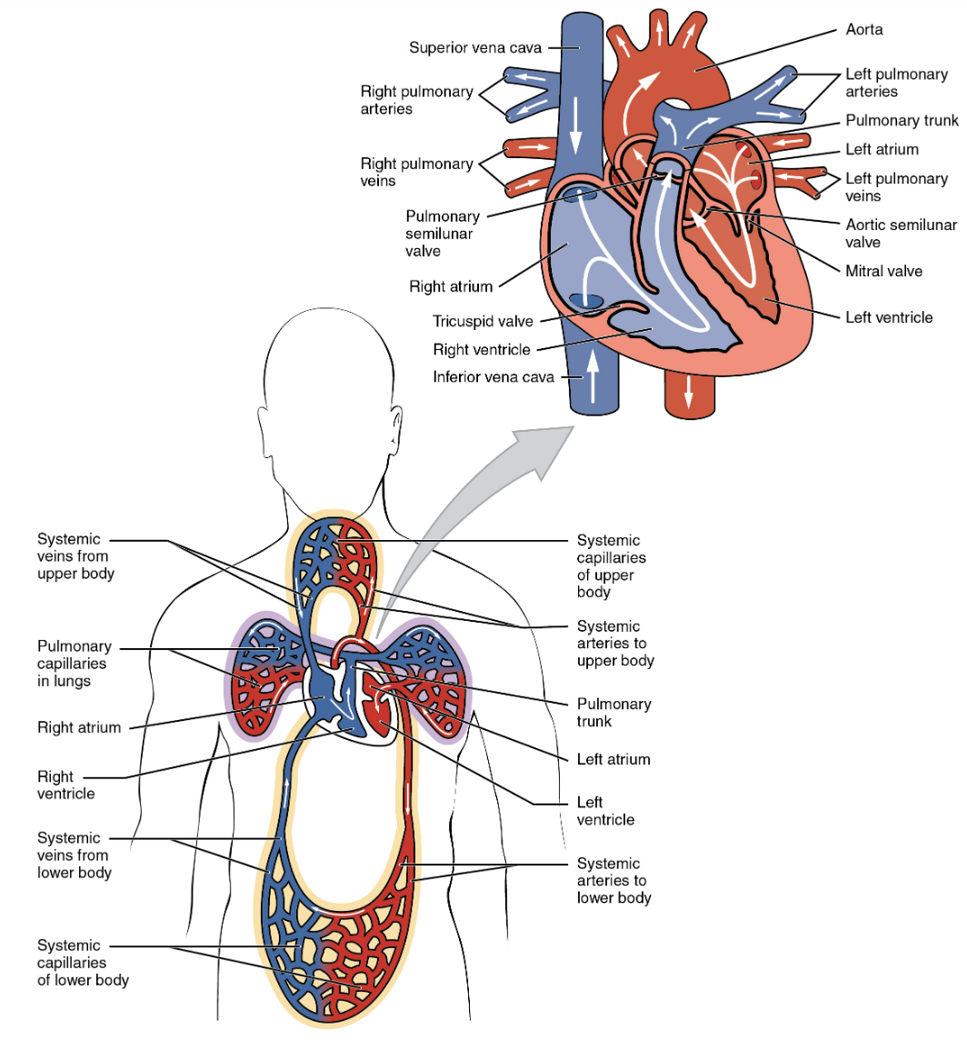 Heart Anatomy Circulatory System Blood Flow Human Physiology