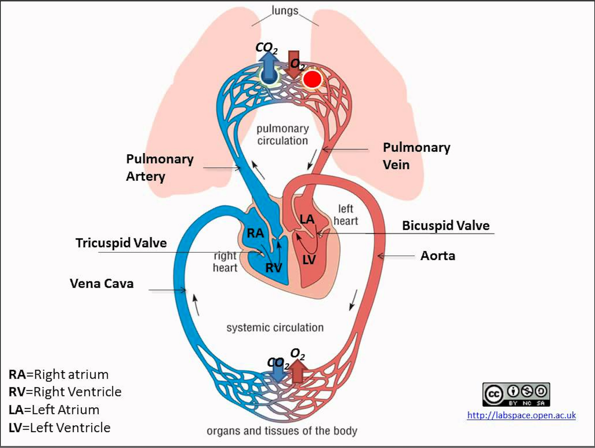 Heart Anatomy Circulatory System Blood Flow Human Physiology