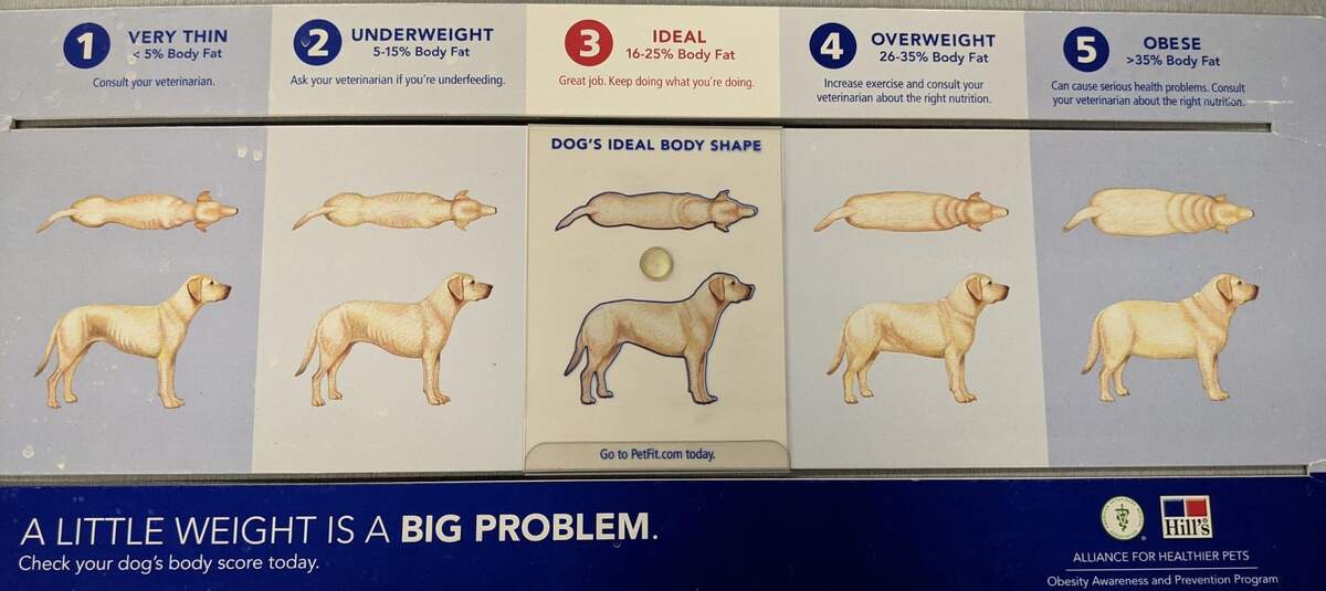 Highland Pet Hospital And Wellness Center Preventative Care Keeping Our Pets Healthy