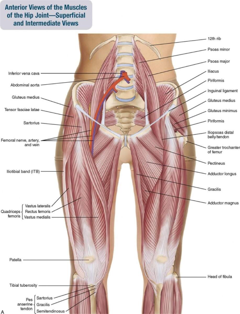 3B Scientific Human Musculature Chart