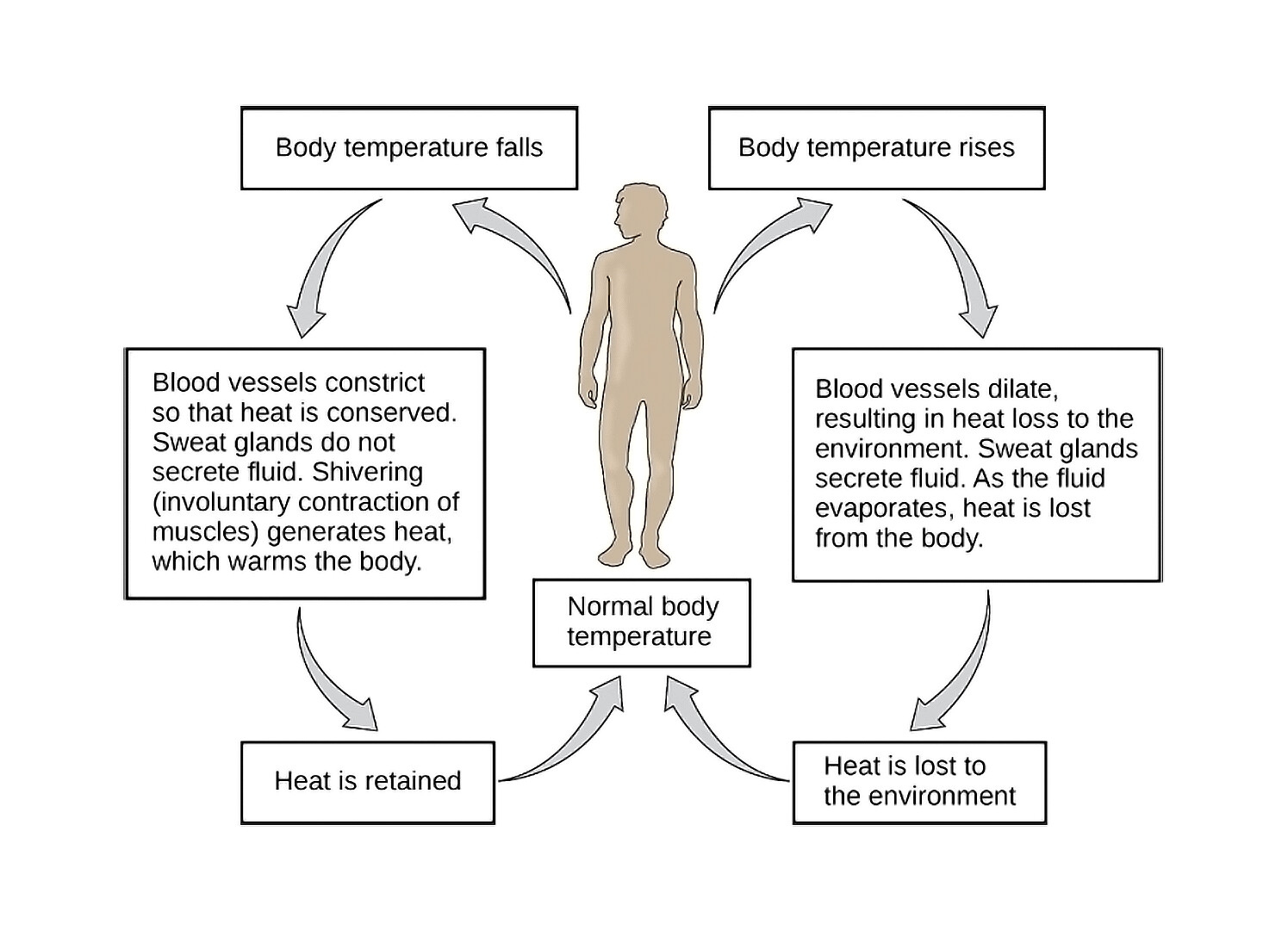 Homeostasis Overview StoryMD Homeostasis Overview StoryMD