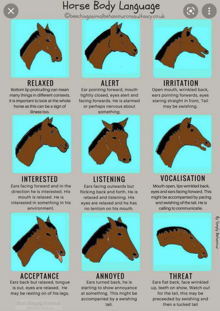 Horse Body Language Chart Mood Download Printable PDF Templateroller Horse Body Language Chart Mood Download Printable PDF Templateroller