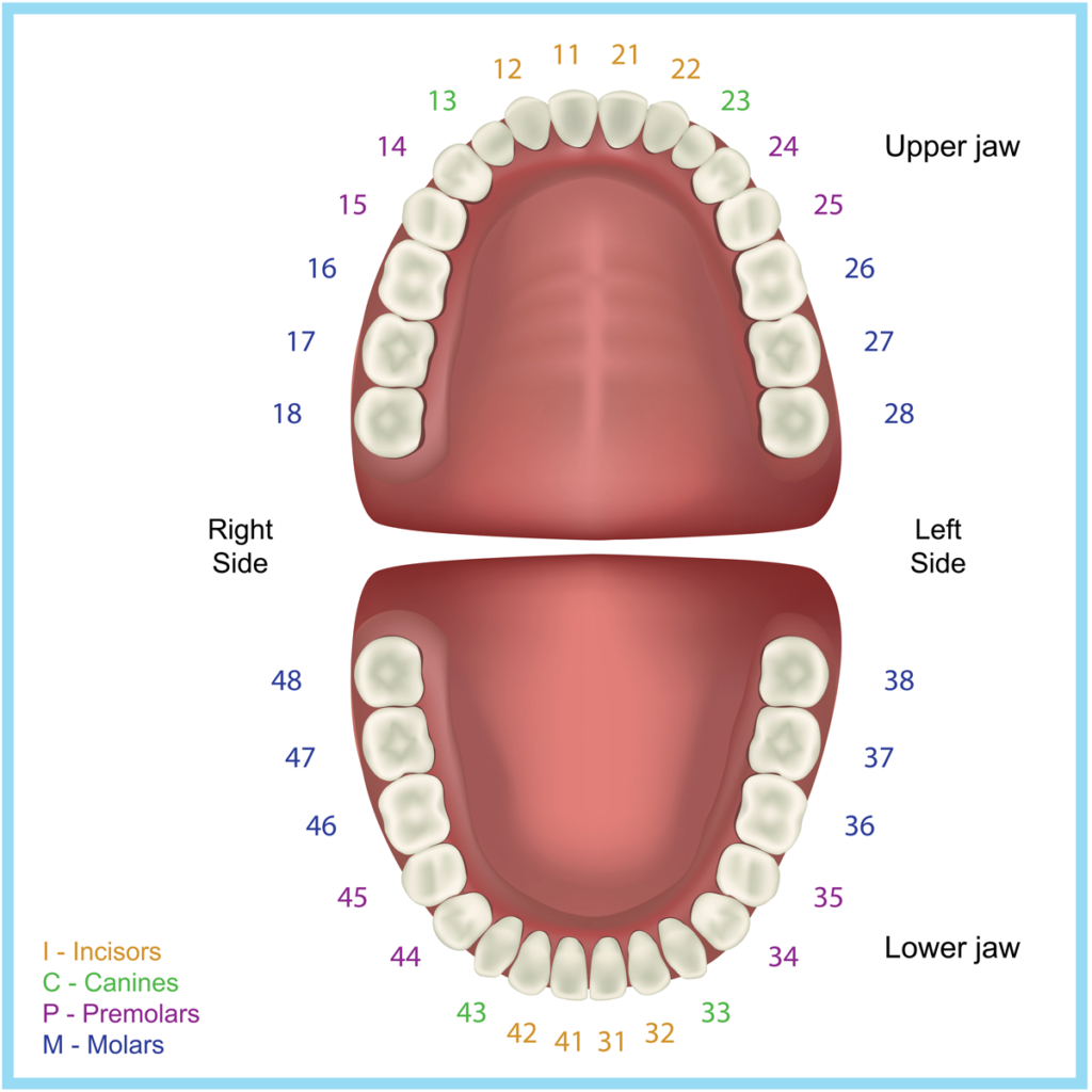 How Dentists Number Teeth A Patient S Guide To Dental Notation