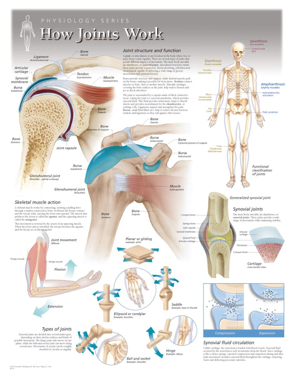 How Joints Work Scientific Publishing
