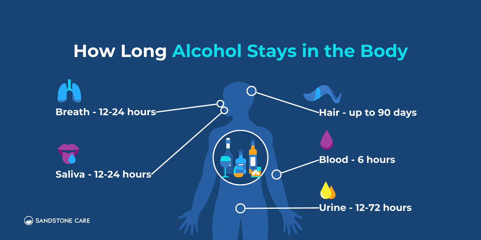 How Long Does Alcohol Stay In Your System Key Facts