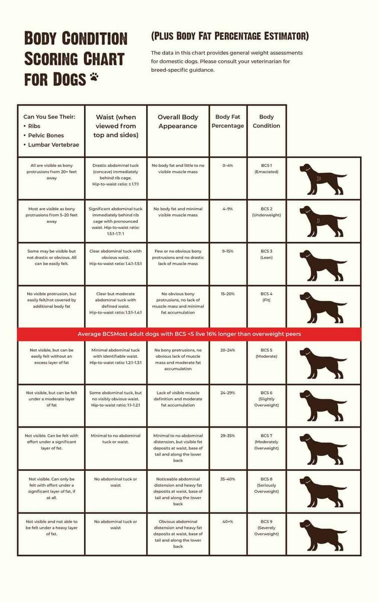 How Much Should You Feed Your Dog Canine BCS Chart More RAWZ Feeding Calculator Flash Dog Training
