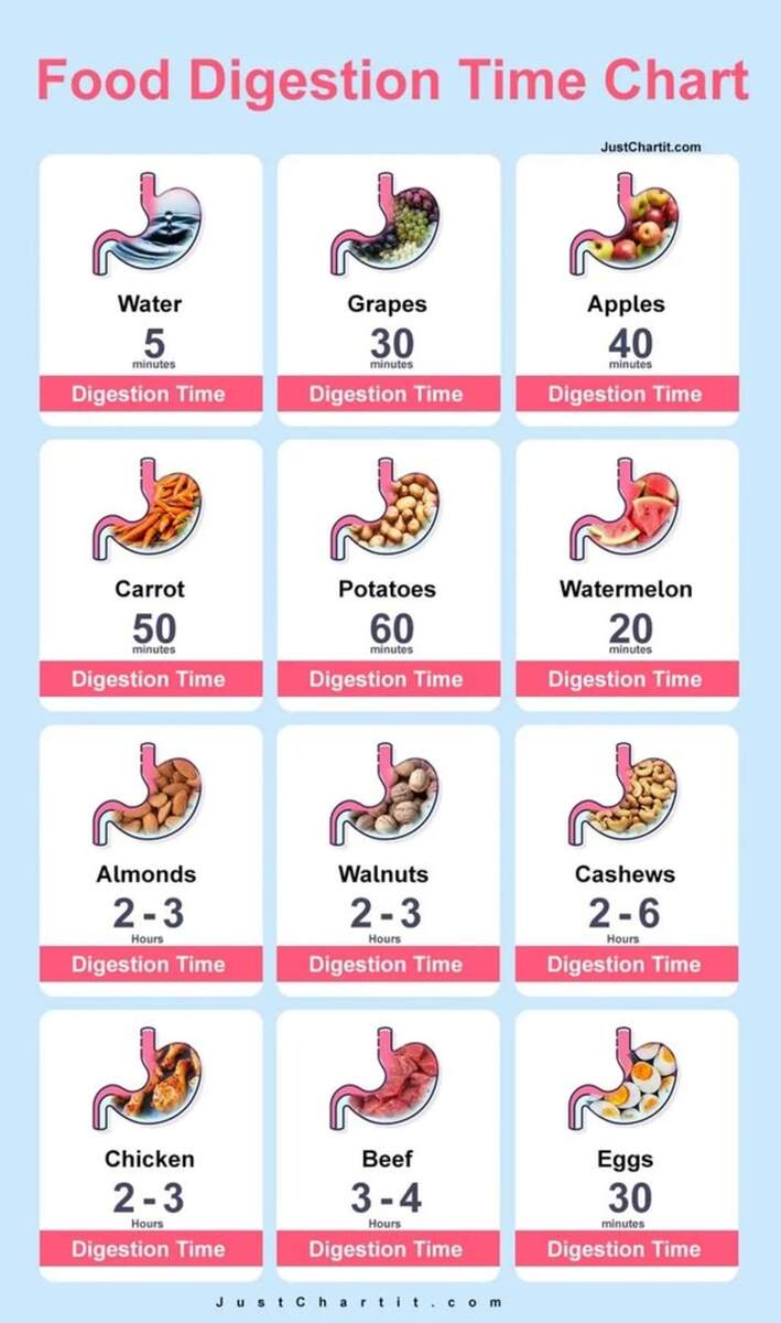 How Much Time Does The Stomach Take To Digest Fast Food Longevity How Much Time Does The Stomach Take To Digest Fast Food Longevity