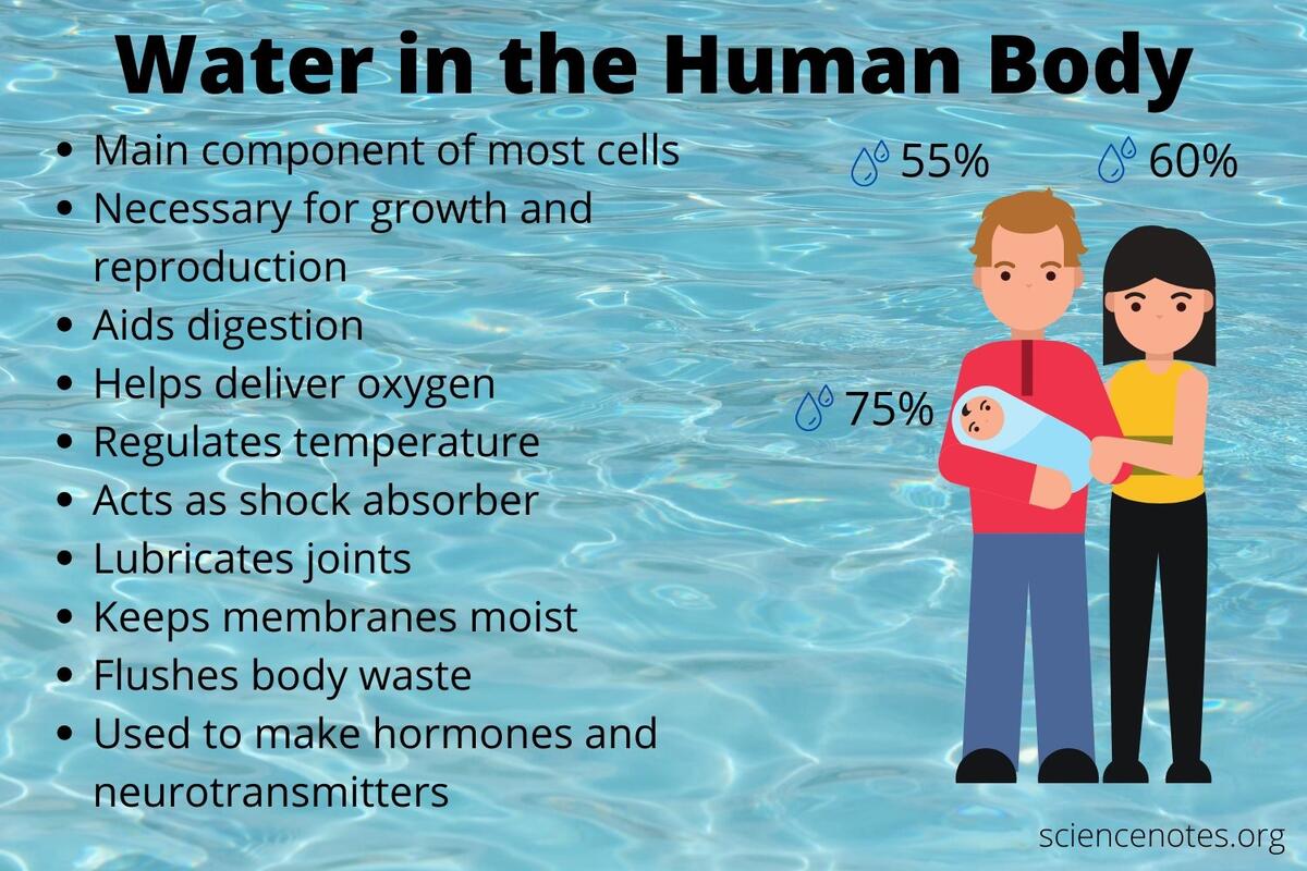 How Much Water Is In The Human Body How Much Water Is In The Human Body