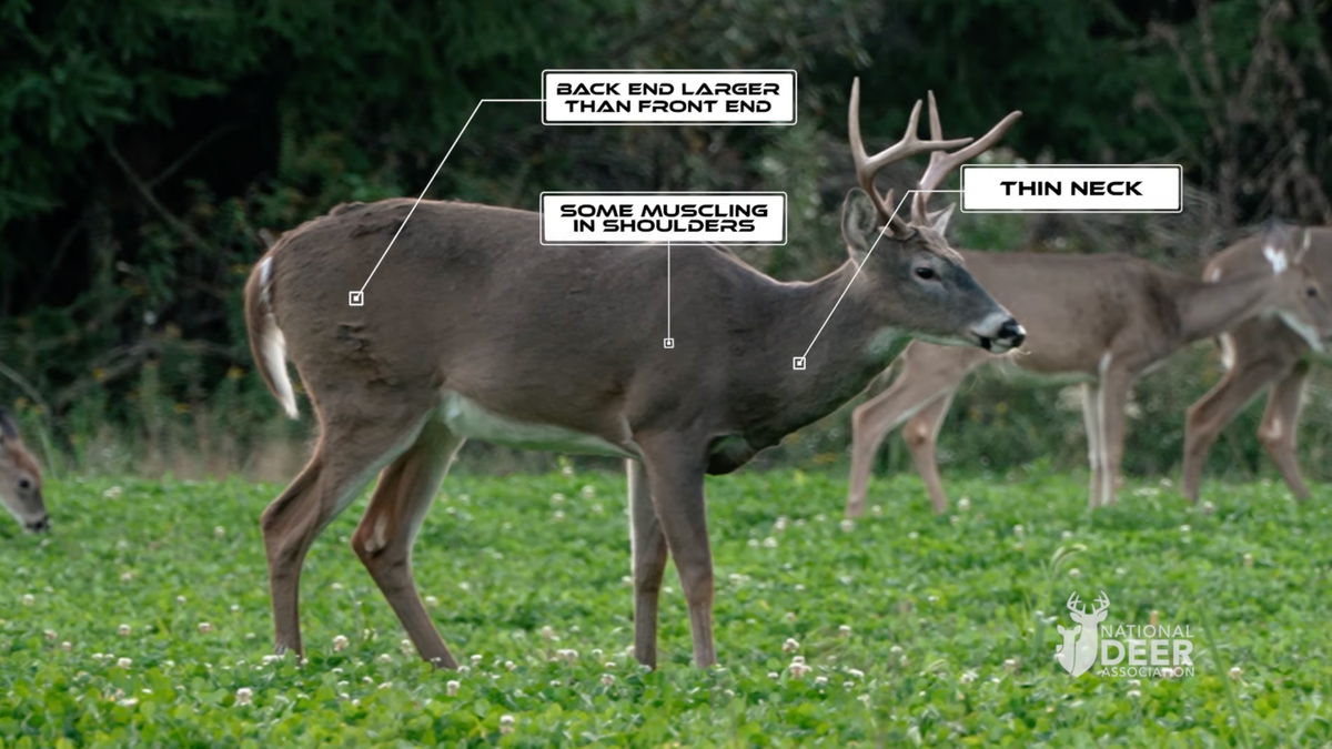 How To Age A Deer Field Stream
