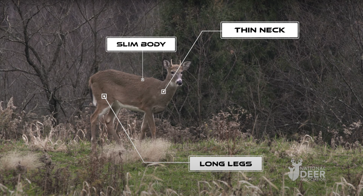 How To Age A Deer Field Stream