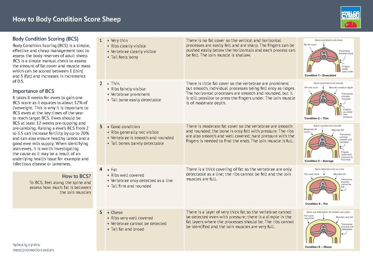 How To Body Condition Score Sheep Hybu Cig Cymru
