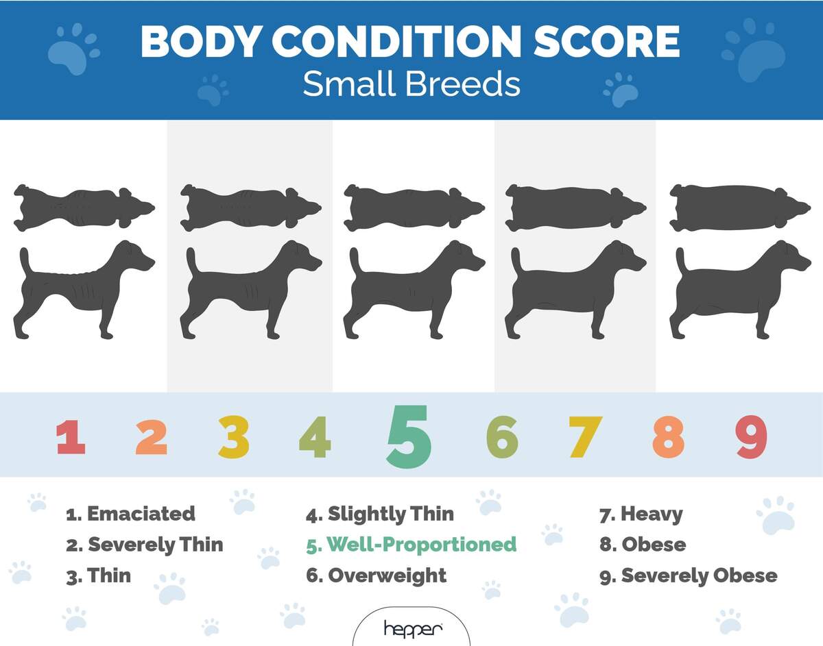 How To Determine A Dog S Body Condition Score Vet Reviewed Health Facts Hepper Pet Resources