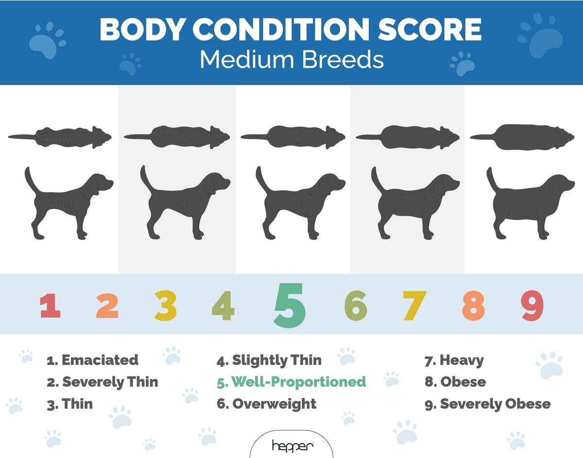 How To Determine The Ideal Weight For Your Dog Vet Approved Guide Hepper Pet Resources