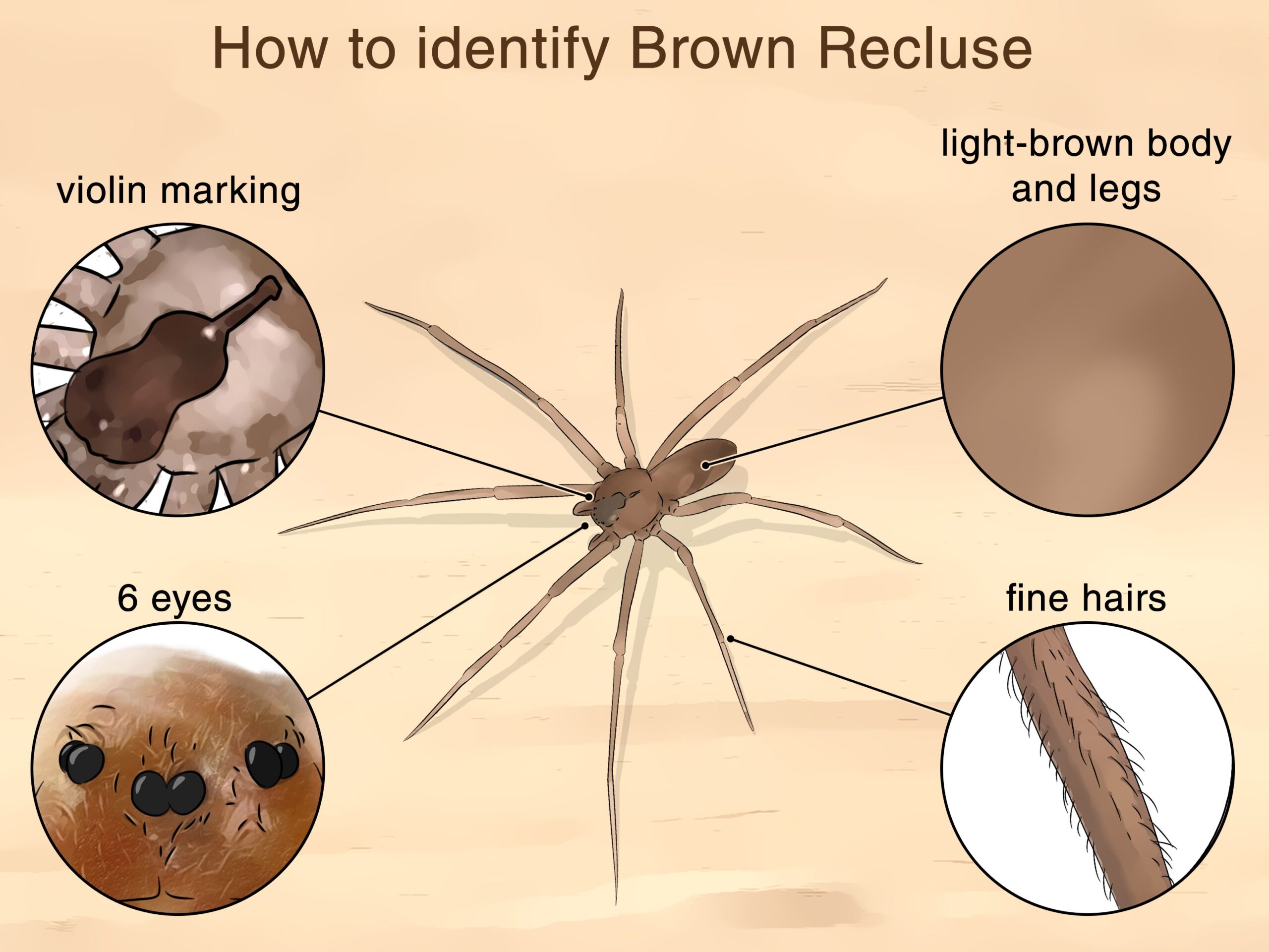 How To Identify A Brown Recluse Body Size Features