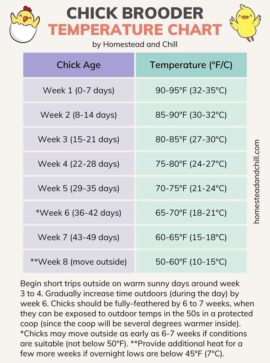 How To Set Up A Chick Brooder Temperature Chart And Supplies Homestead And Chill