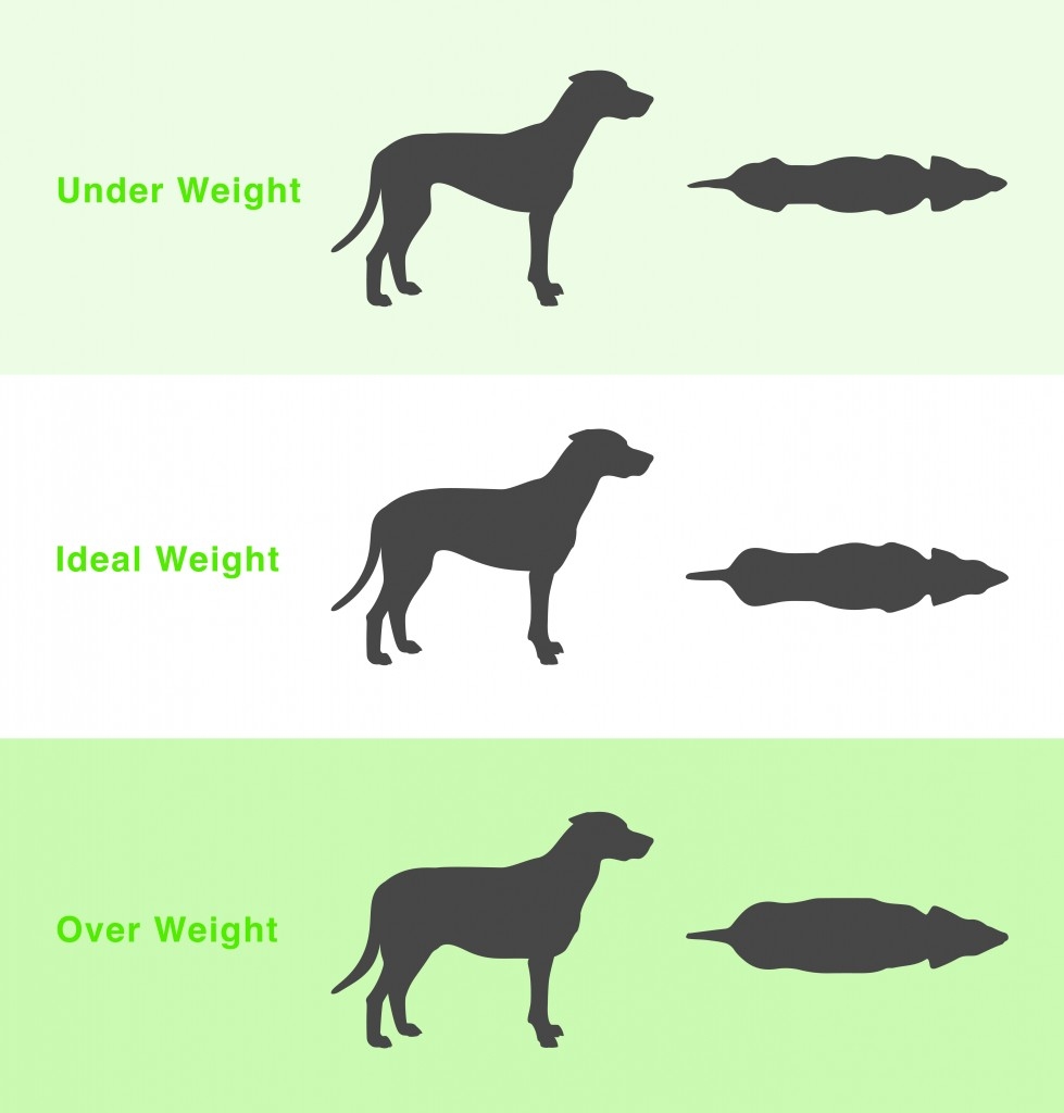 How To Tell If Your Dog Is A Healthy Weight