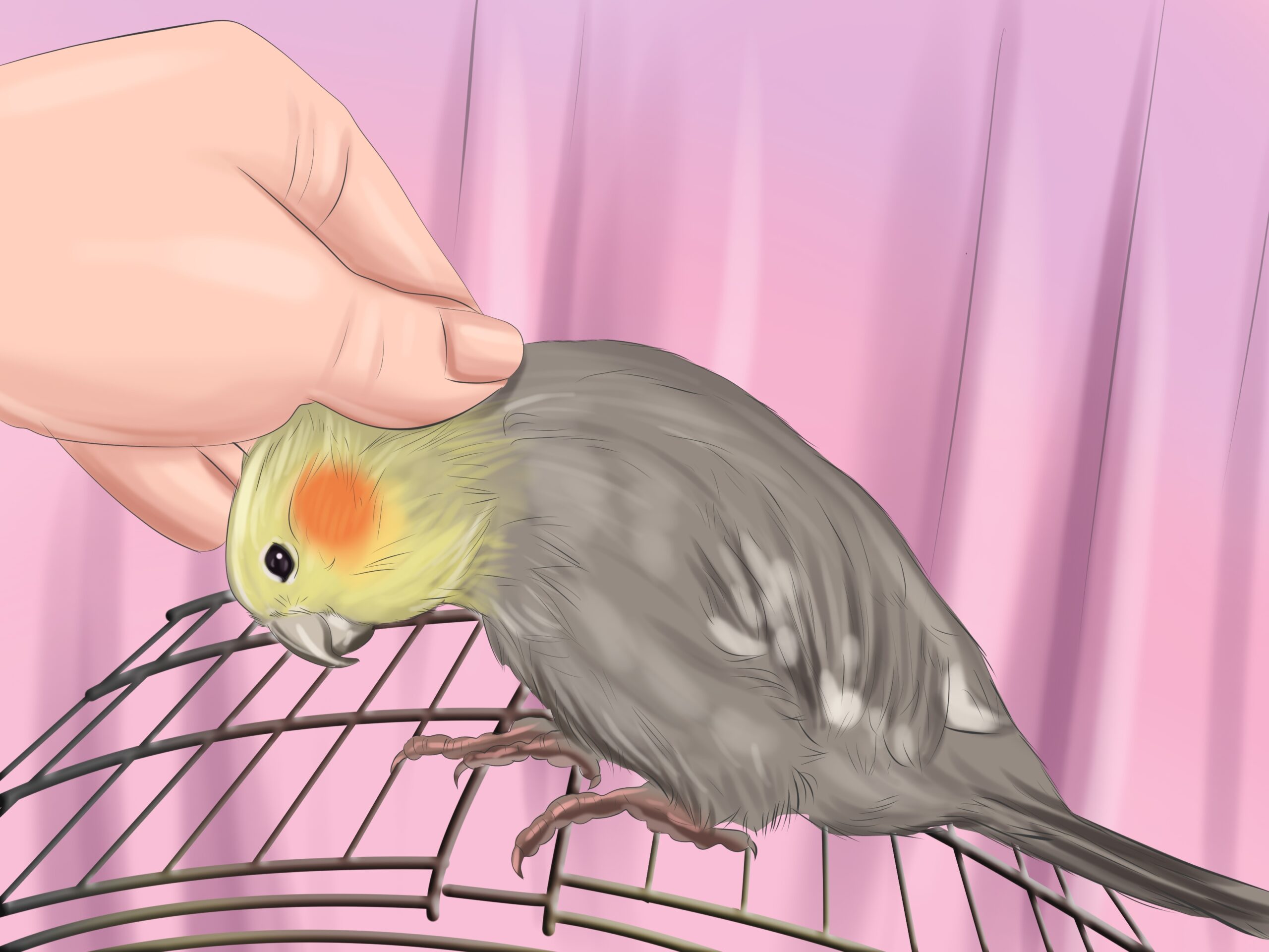 Hormonal Bird Behavior Prego Dalliance Sanctuary Parrot Rescue Care Education