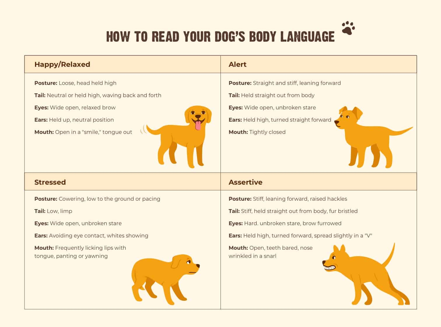 How To Understand Dog Body Language RAWZ How To Understand Dog Body Language RAWZ