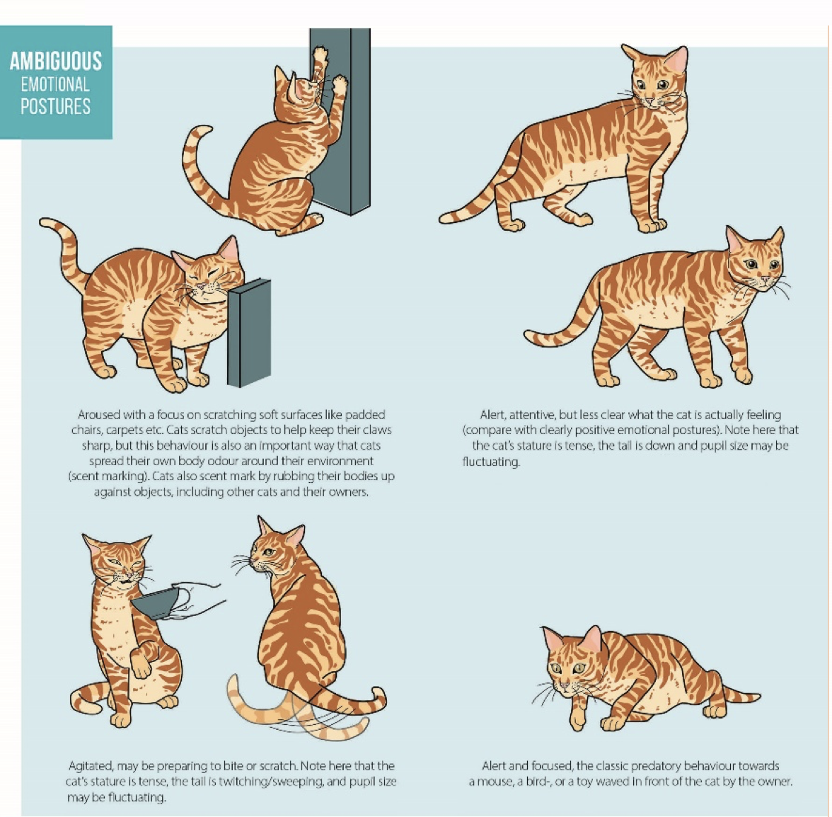 How Well Do You Know Your Cat Body Language And Misconceptions