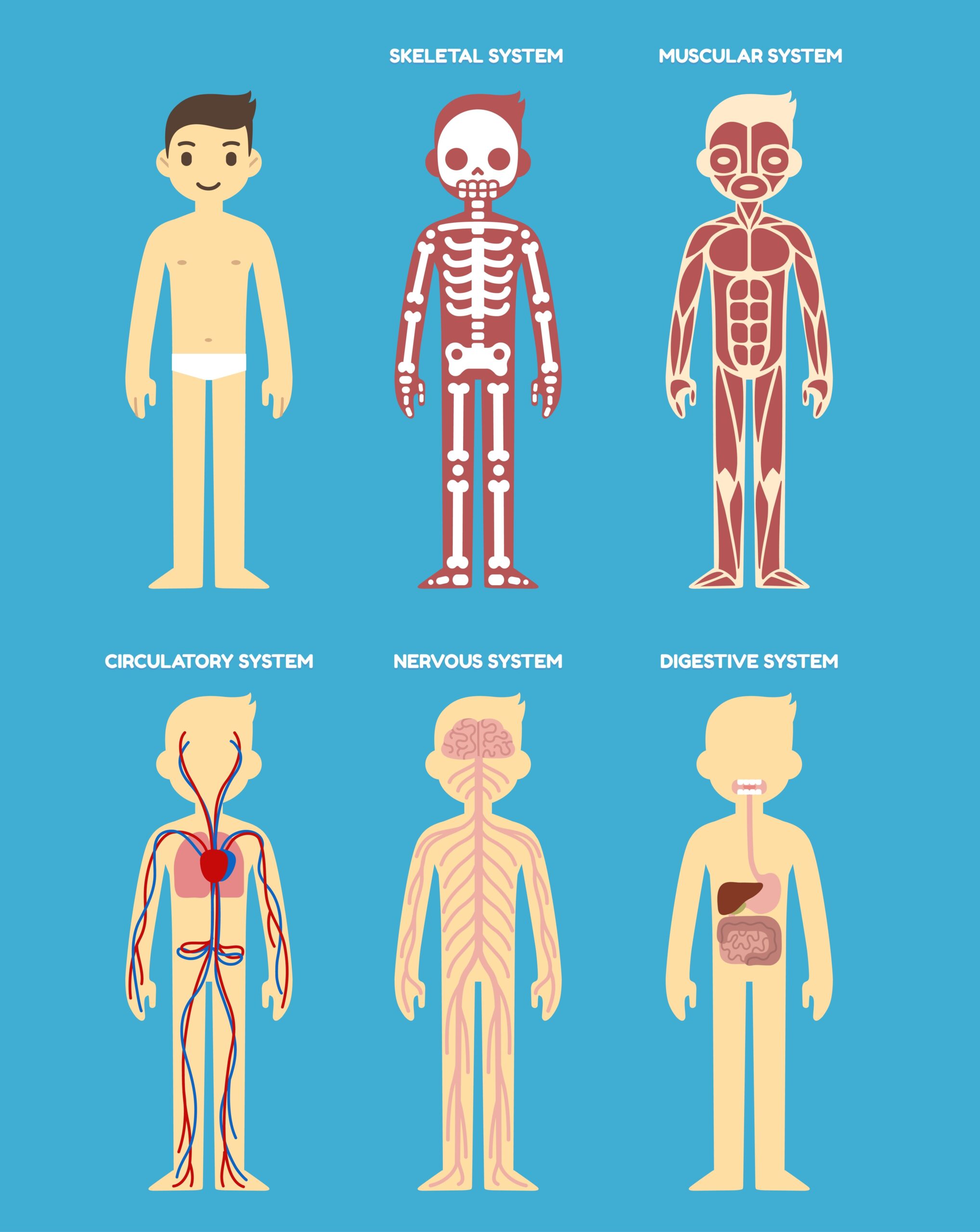 How Your Body Systems Are Connected Revere Health Live Better How Your Body Systems Are Connected Revere Health Live Better