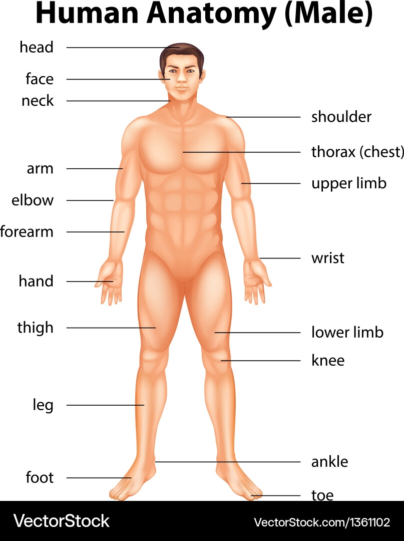 Human Anatomy Body Parts Diagram Royalty Free Vector VectorStock