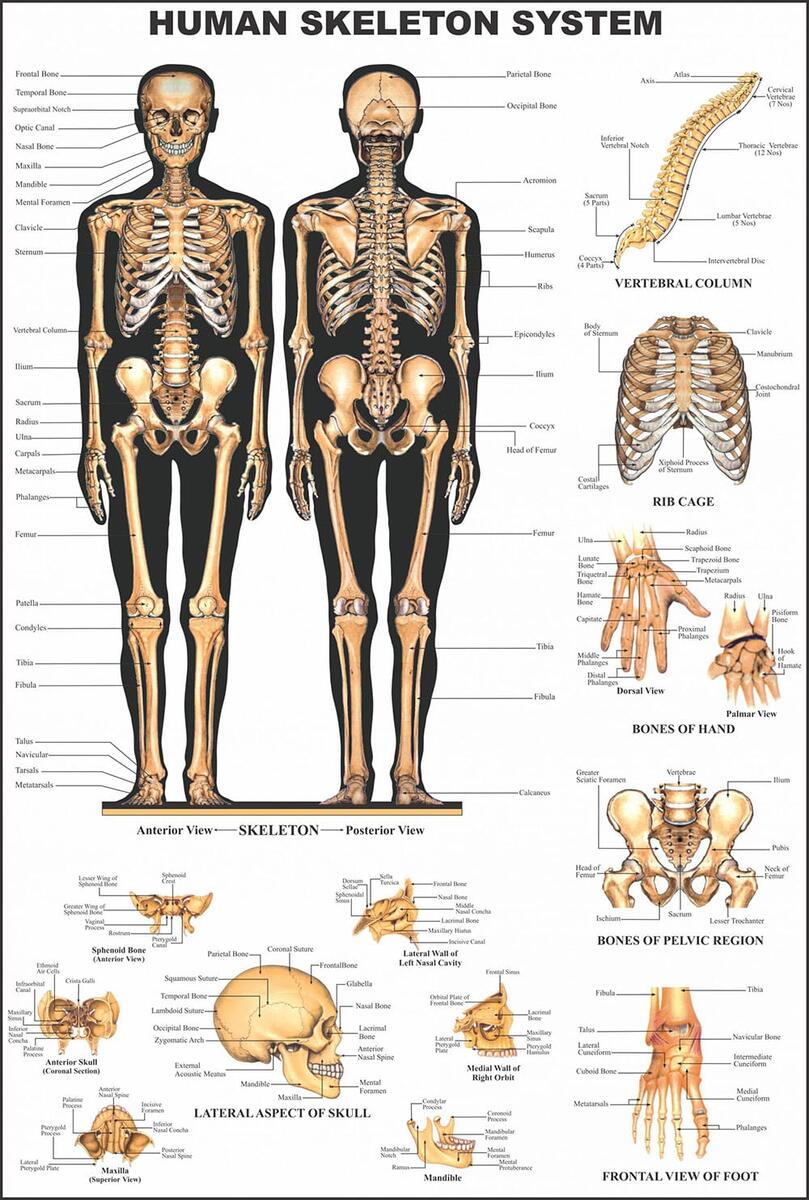 Human Anatomy Charts Educational Wall Charts In USA