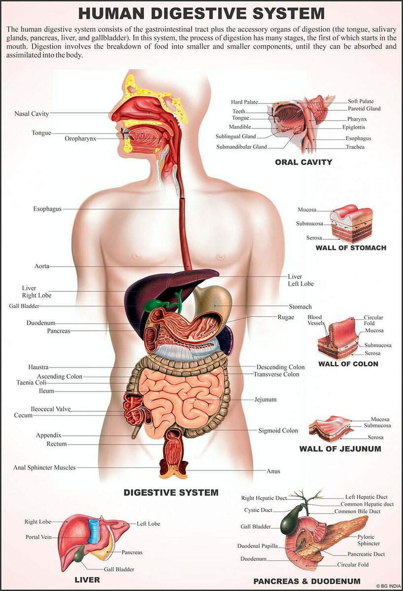 Human Anatomy Charts Educational Wall Charts In USA