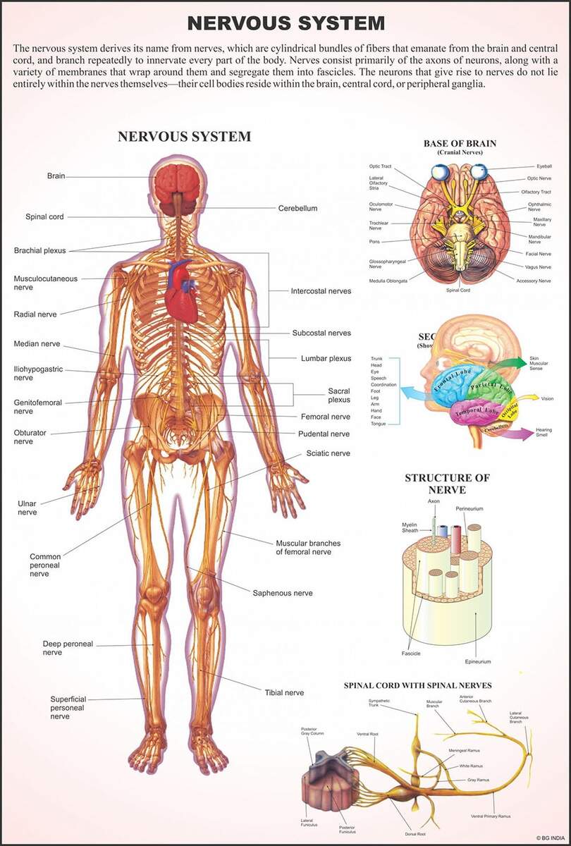 Human Anatomy Charts Educational Wall Charts In USA Human Anatomy Charts Educational Wall Charts In USA