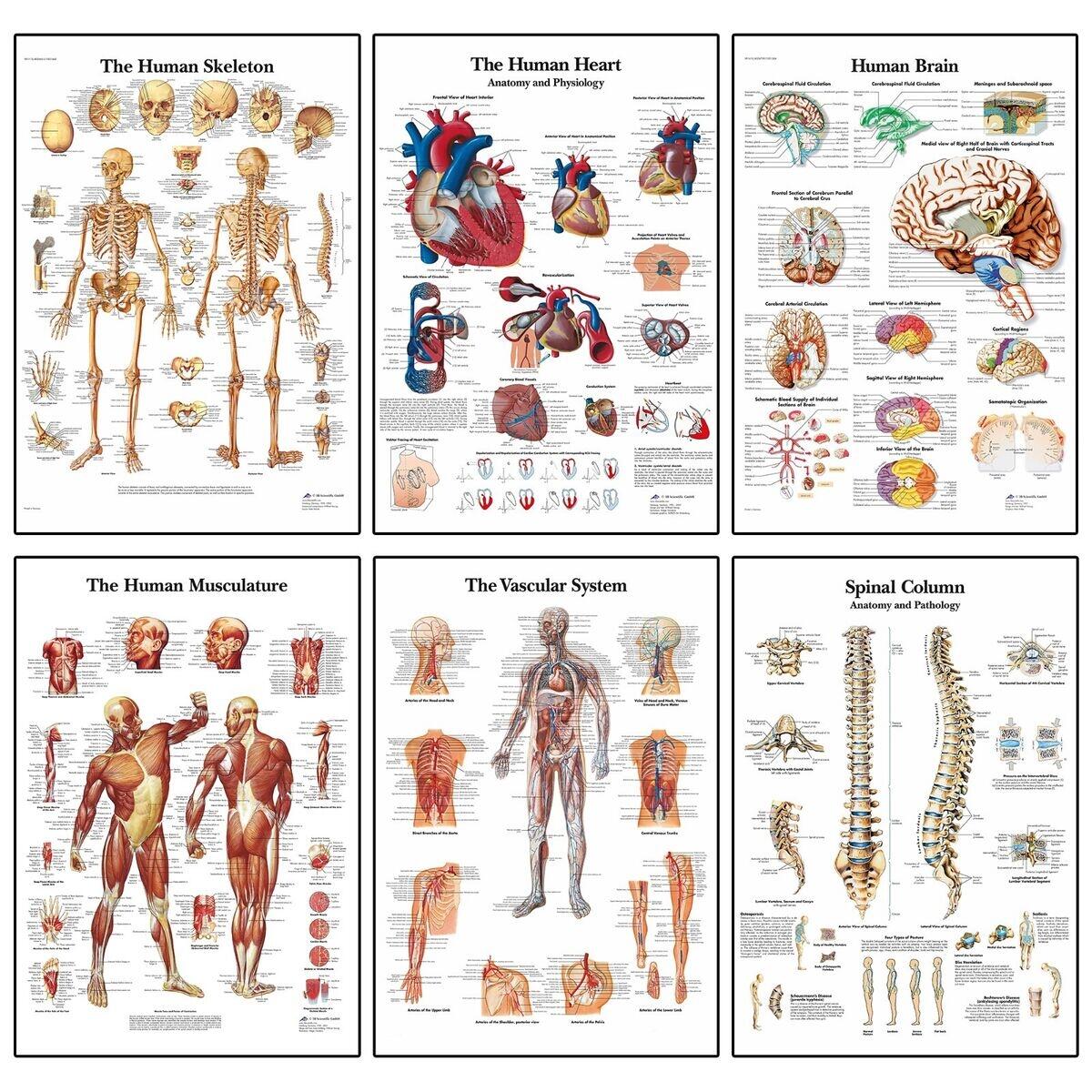 Human Anatomy Medical Doctor Anatomical Educational Posters A5 A4 A3 A2 A1 EBay Human Anatomy Medical Doctor Anatomical Educational Posters A5 A4 A3 A2 A1 EBay