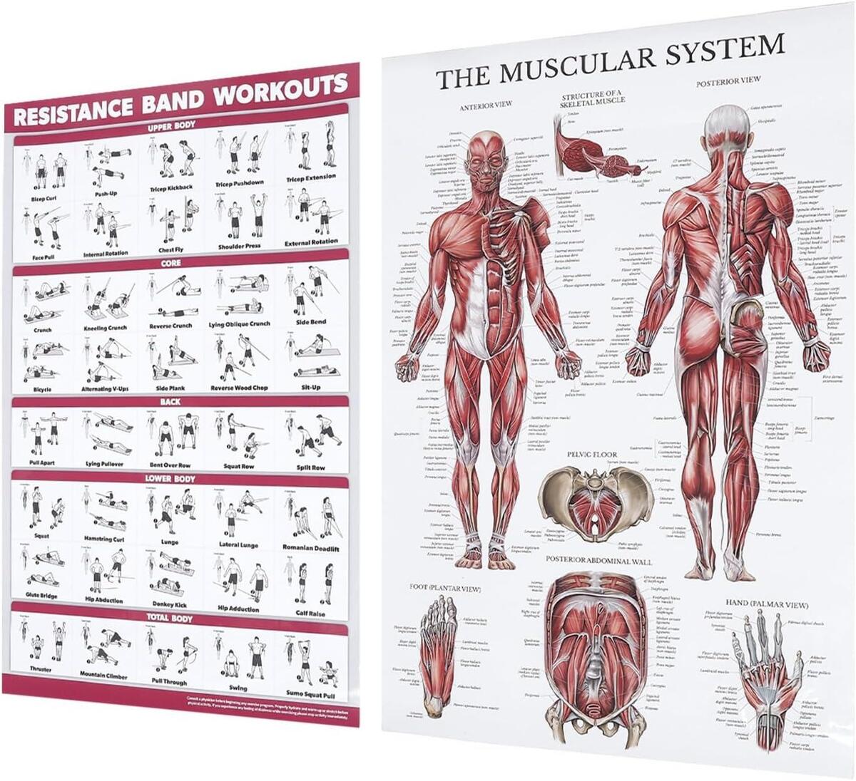 Human Anatomy Muscle Chart With Exercises Saluaqui Fitness Workout Poster Resistance Band Training
