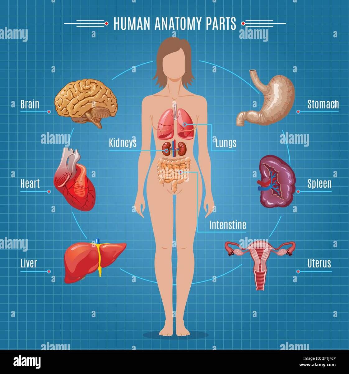 Human Anatomy Parts Infographic Concept With Female Internal Organs In Cartoon Style Vector Illustration Stock Vector Image Art Alamy
