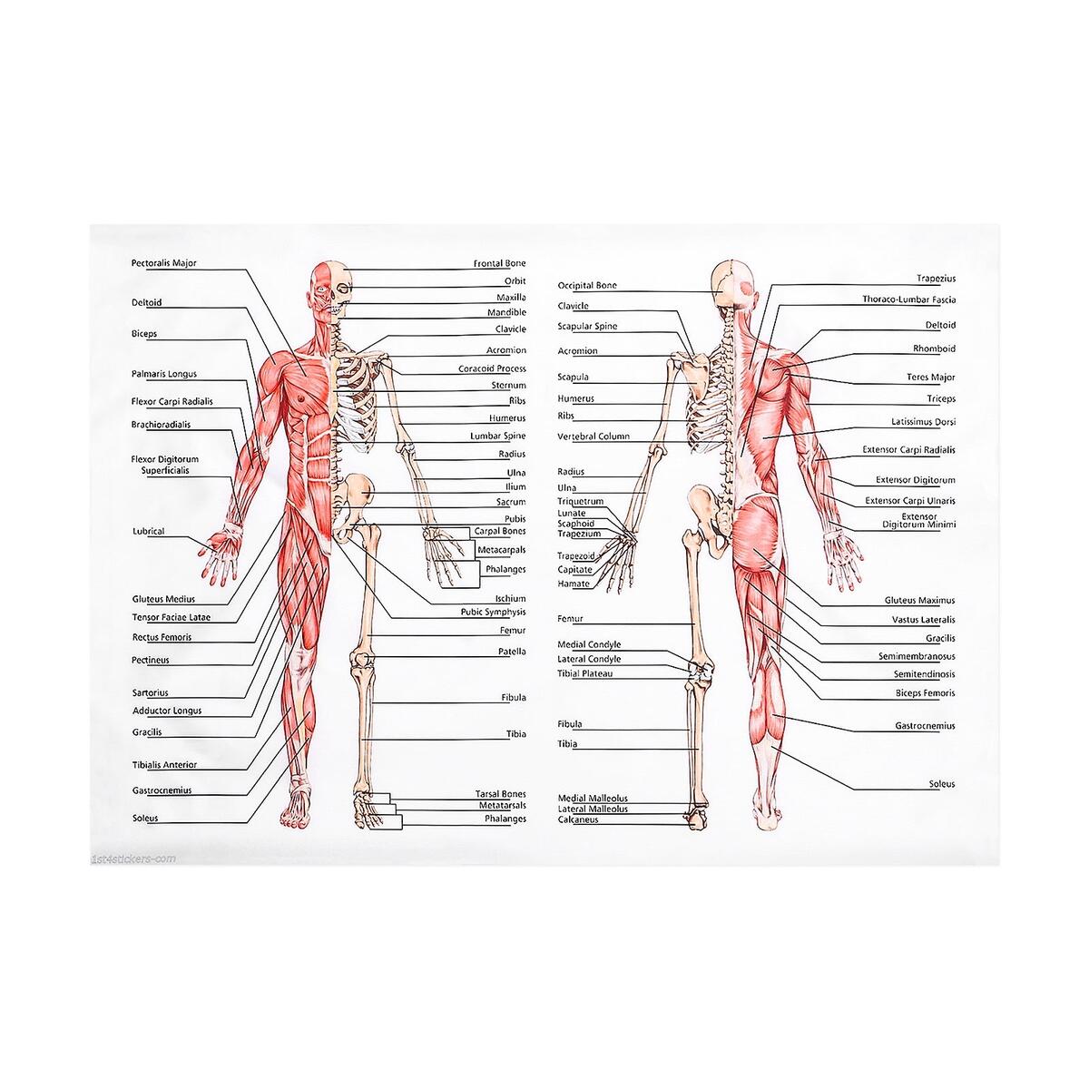 Human Anatomy Wall Chart Poster With Muscle And Brain Models For Educational And Medical Study Walmart Human Anatomy Wall Chart Poster With Muscle And Brain Models For Educational And Medical Study Walmart