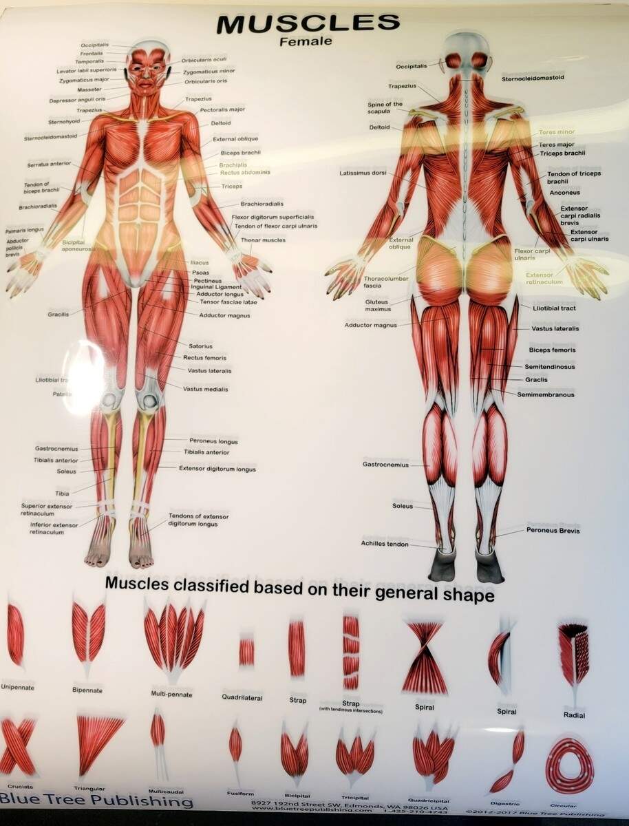 Human Body Anatomy Female Muscles Unframed Wall Art Print Heavey Plastic 16x20 EBay Human Body Anatomy Female Muscles Unframed Wall Art Print Heavey Plastic 16x20 EBay