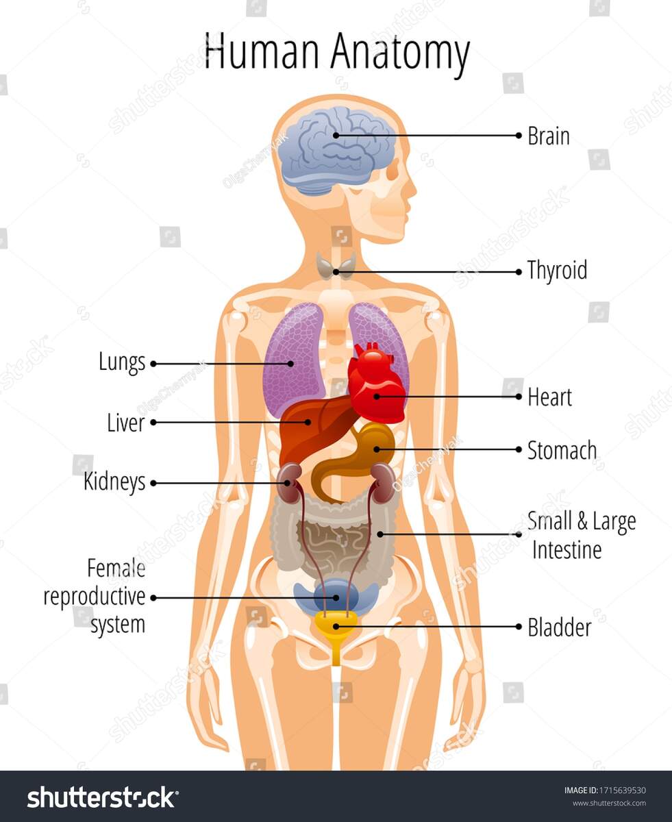 Human Body Anatomy Vector Woman Internal Stock Vector Royalty Free 1715639530 Shutterstock